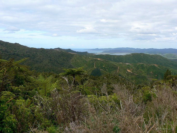 3.16- Sur les hauteurs de Coromandel.JPG